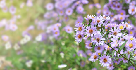 close on bush of aster  flowers  blooming in garden on blur background