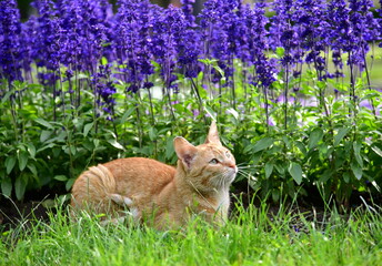 Red cat sits on the grass next to a flowerbed with blue flowers