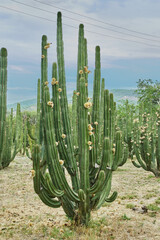 Huerto de cactus que dan ricas pitayas, bolas con espinas sobre los órganos en un día nublado
