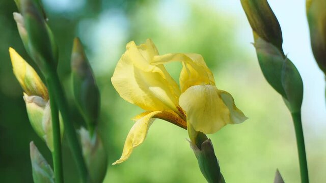 Yellow iris flower close up swaying in the wind