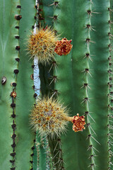 Huerto de cactus que dan ricas pitayas, bolas con espinas sobre los órganos en un día nublado