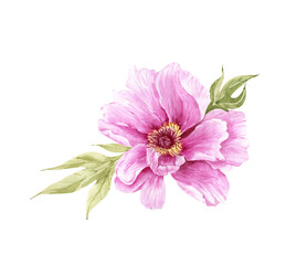 Watercolor pink peony flower illustration on white background, hand painted for weddings and invitations..