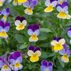 Pansies are a type of hybrid plant grown as a garden flower. This image with selective focus.