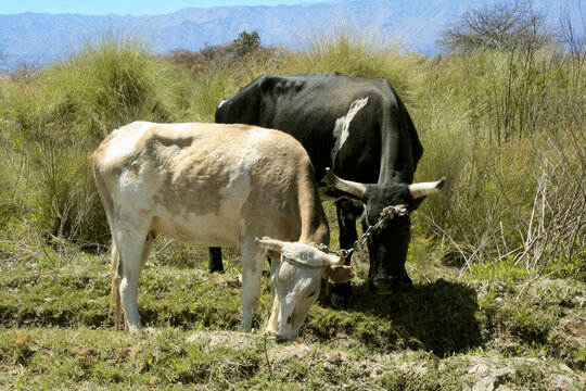 Pair of cows with short horns grazing. Argentine countryside. North of Argentina. Cattle. Grazing. Quadruped mammalian animals. Spotted fur oxen eating grass.