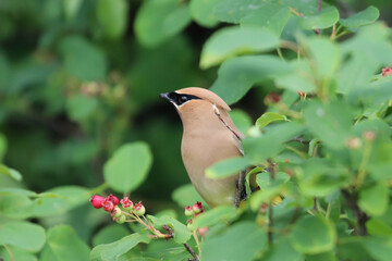 Closeup of a Cedar Wax Wing bird sitting in a berry bush