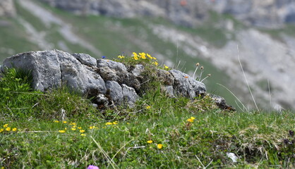  flore des alpes en juin