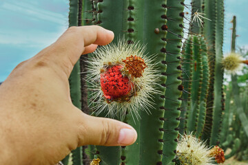 Huerto de cactus que dan ricas pitayas, bolas con espinas sobre los órganos en un día nublado