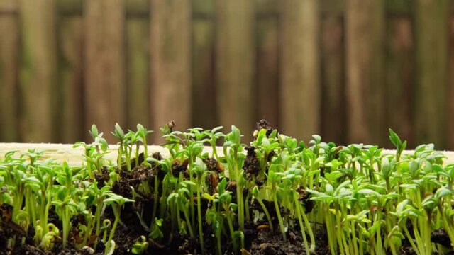 Growing Plants In Timelapse, Sprouts Germination Newborn Microgreen Cress Salad Plant In Greenhouse Agriculture Close-up