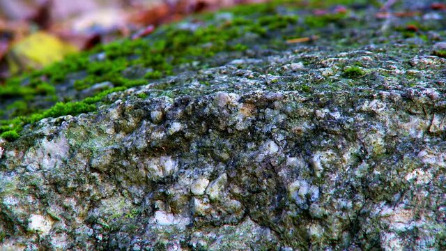 Moss growing on a rock in a forest