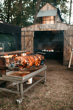 Pig on a spit for a bbq barn on a wedding day