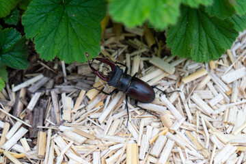 Male kite lucane (Lucanus cervus), beetle with big claws in garden.