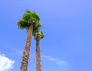 This is a view from below of tall palm trees rising against a background of blue sky and clouds.
