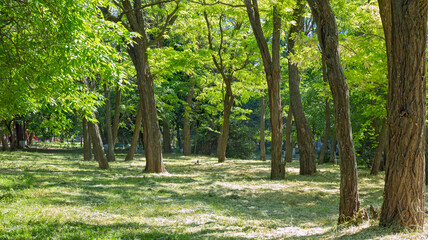 Bright Sunlight Breaks Through the Young Green Foliage of the Mighty Trees, Forming A Carpet of Bright and Dark Spots On the Ground
