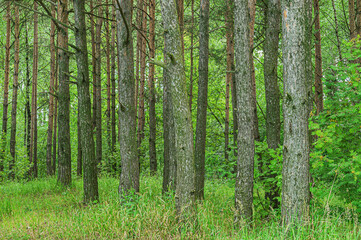 Fototapeta premium mossy pine trunks in the forest in late summer