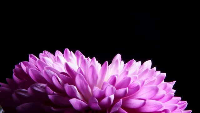 colorful purple Dalia isolated over black background