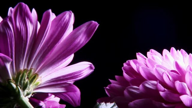 Colorful purple Dalia isolated over black background