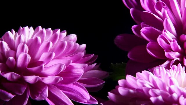 colorful purple Dalia isolated over black background