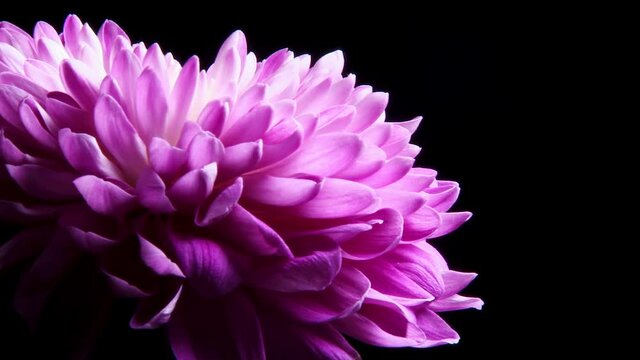 colorful purple Dalia isolated over black background