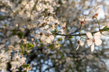 Prunus spinosa, called blackthorn or sloe