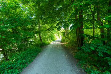 Fototapeta premium Weg durch den Wald an der Alm in Oberösterreich