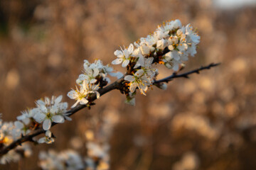 Prunus spinosa, called blackthorn or sloe