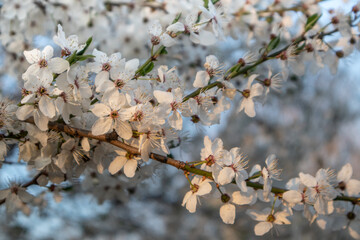 Prunus spinosa, called blackthorn or sloe