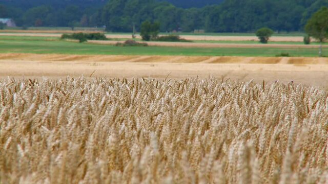 Wheat field, Tritium Aestivum maturing during summer, Sweden	
