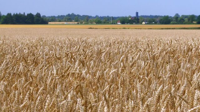 Wheat field, Tritium Aestivum maturing during summer, Sweden	