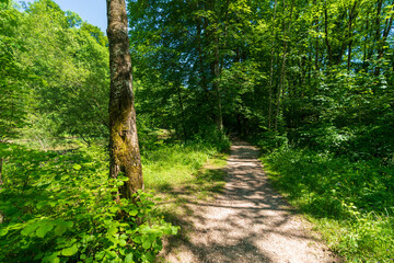 Weg durch den Wald an der Alm in Oberösterreich