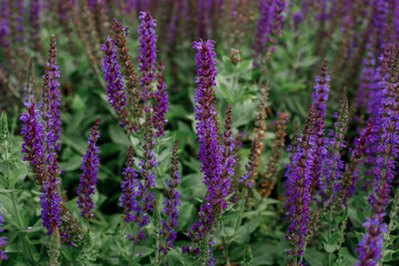Sage blooming on a flowerbed in a city park. On the backside there is a green alley of juniper.