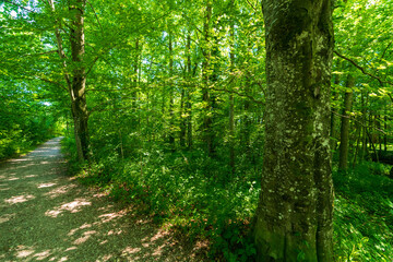 Weg durch den Wald an der Alm in Oberösterreich