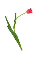 Isolated curved tulip with a red bud.Vertical photo format