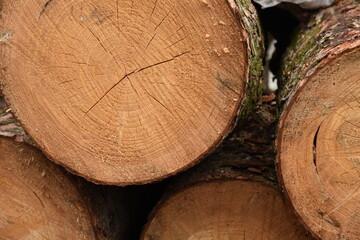 Fellings, pillars of felled trees