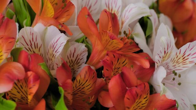 Close up: large beautiful bouquet of orange and white alstroemeria or peruvian lilies flowers on rotating surface. Floral, romantic, botanical, celebration, natural and gift concept