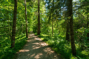 Weg durch den Wald an der Alm in Oberösterreich