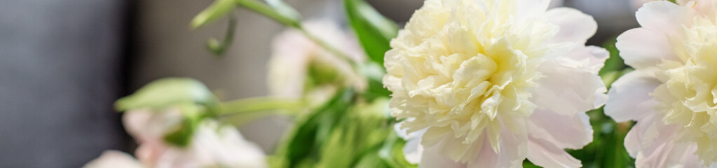 Fresh peony flowers, white. Close-up. Banner for the site.