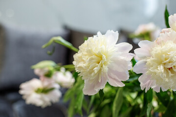 Fresh peonies flowers, white. Close-up.