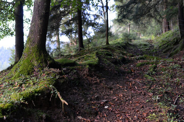 Old forest path . Alter Waldweg