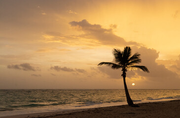 Silhouette of coconut palm tree at sunrise near the Caribbean Sea, Dominican Republic
