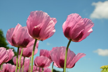poppy field in bavaria, lilac poppies