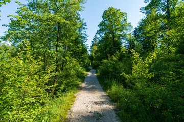 Fototapeta na wymiar Weg durch den Wald an der Alm in Oberösterreich