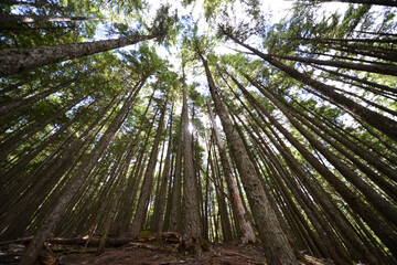 Wide angle view looking up at big pine trees