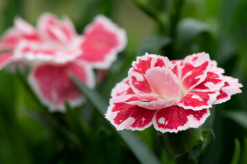 Close up of red and white dianthus flowers in bloom