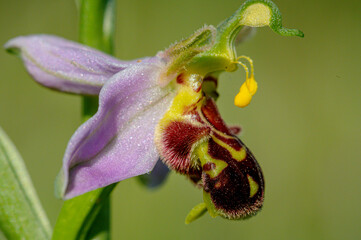 Bee orchid wild flower, ophrys apifera