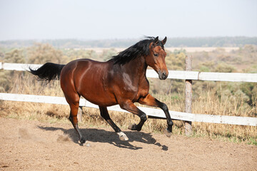 Bay holsteiner horse walking outside on a sunny day