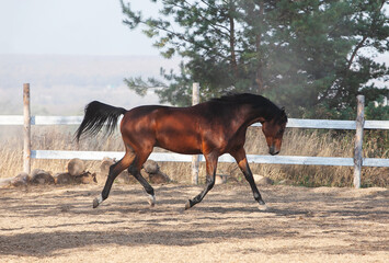 Bay holsteiner horse walking outside on a sunny day