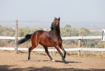 Bay holsteiner horse walking outside on a sunny day
