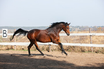 Bay holsteiner horse walking outside on a sunny day