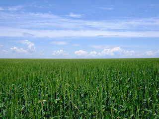 緑の麦畑と青空