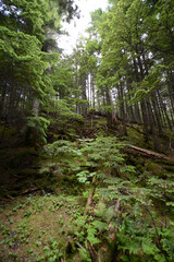 A trail through the lush woodland forest at Glacier National Park